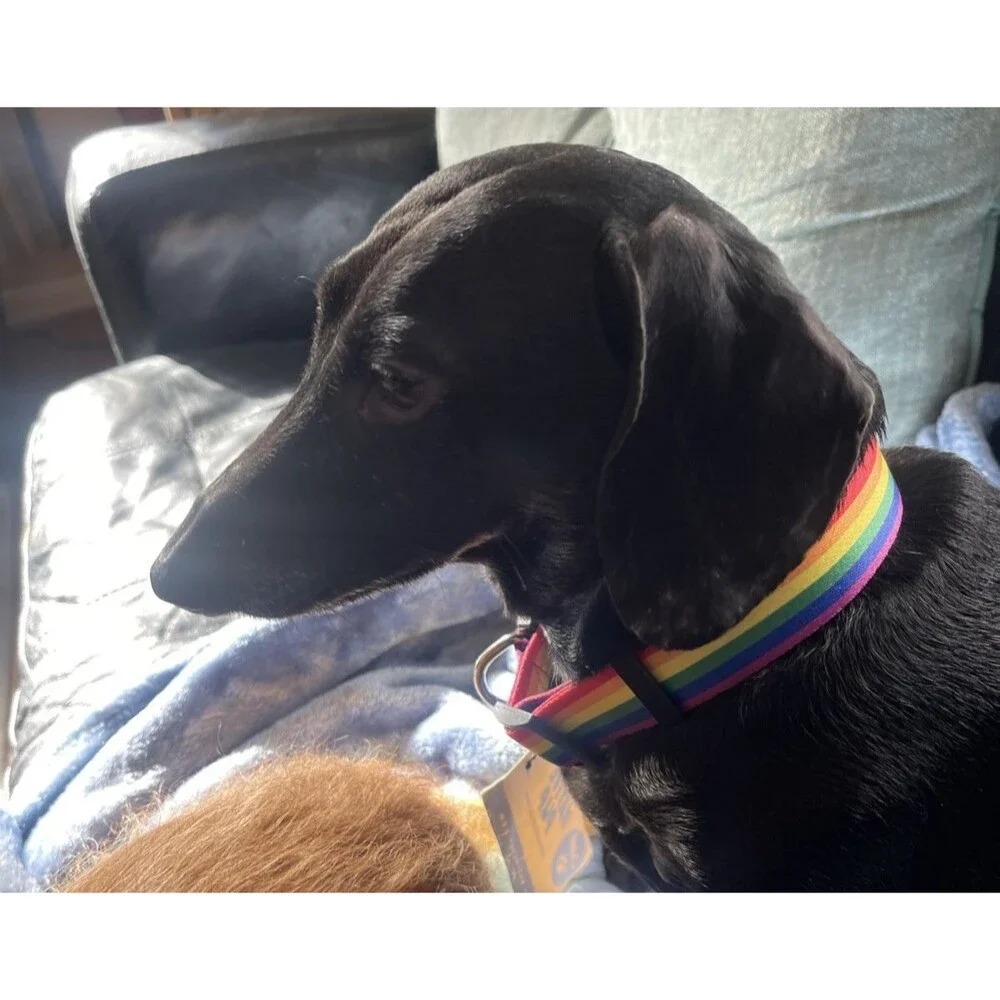 Large Adjustable Dog Native Pup Collar Slip-On Clip Rainbowcore Large New NWT